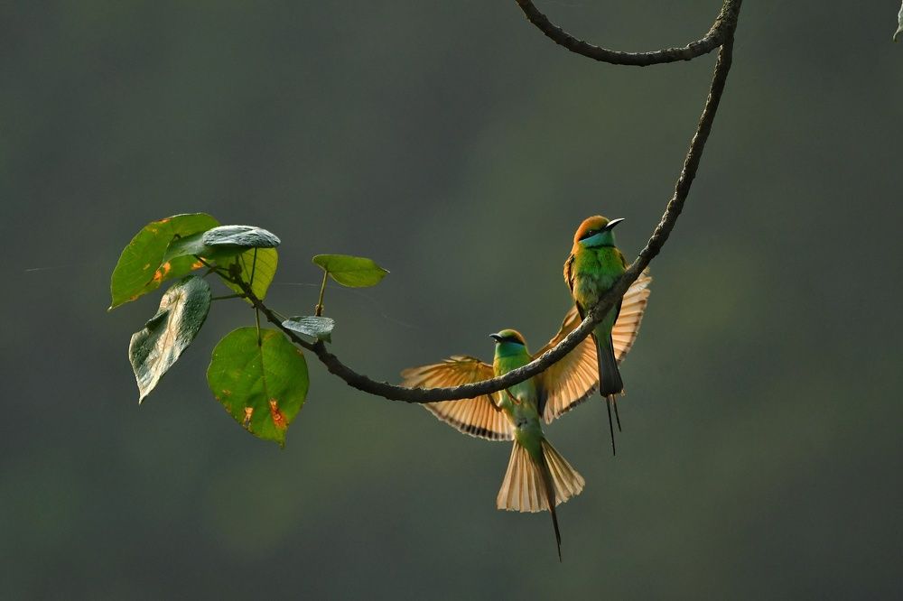 Photograph by Pranav Anil