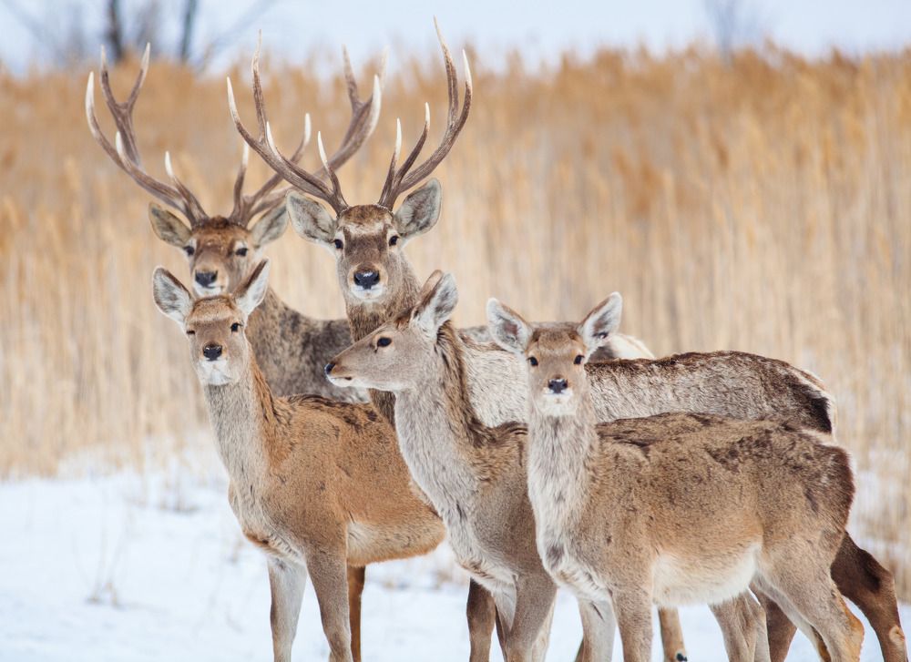 Фотография автора Andrey Shishkalov