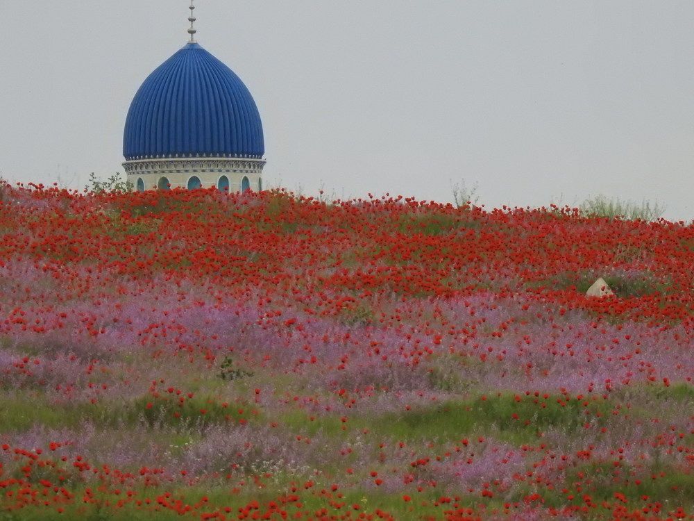 Фотография автора Shavkat Tojiyev