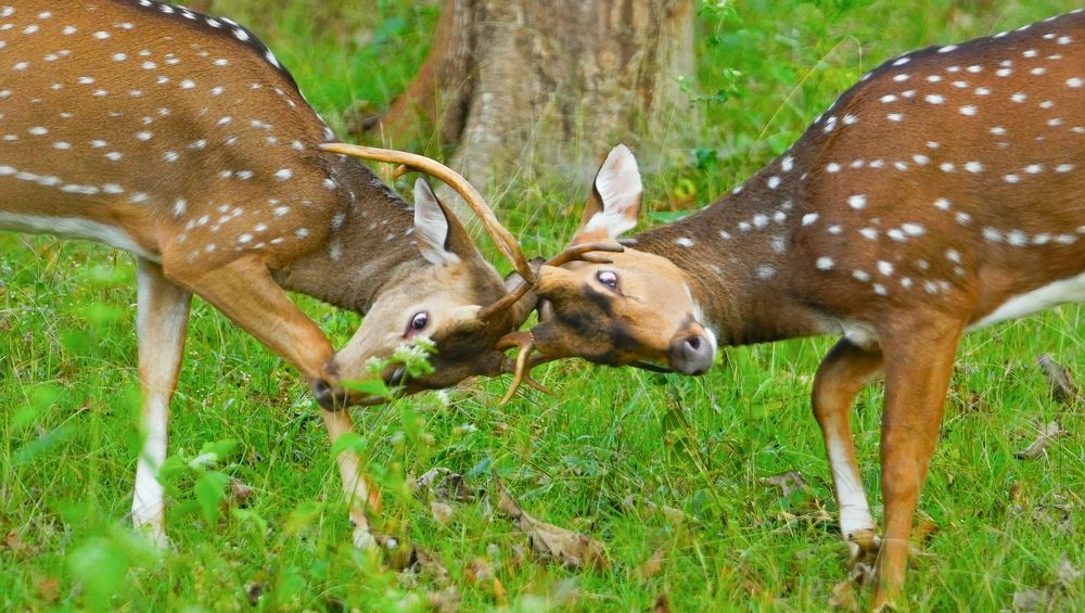 Photograph by SARAVANA MANICKAM