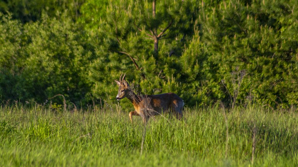 Photograph by Алексей Жариков