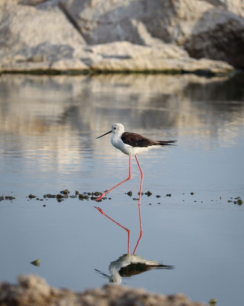 Elegant walk of a Stilt