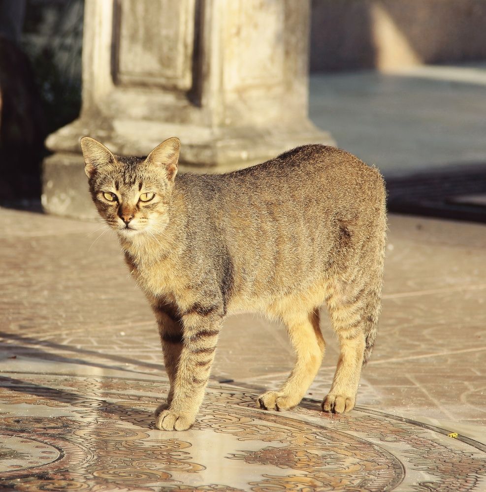 Кошка, которая гуляет сама по себе...