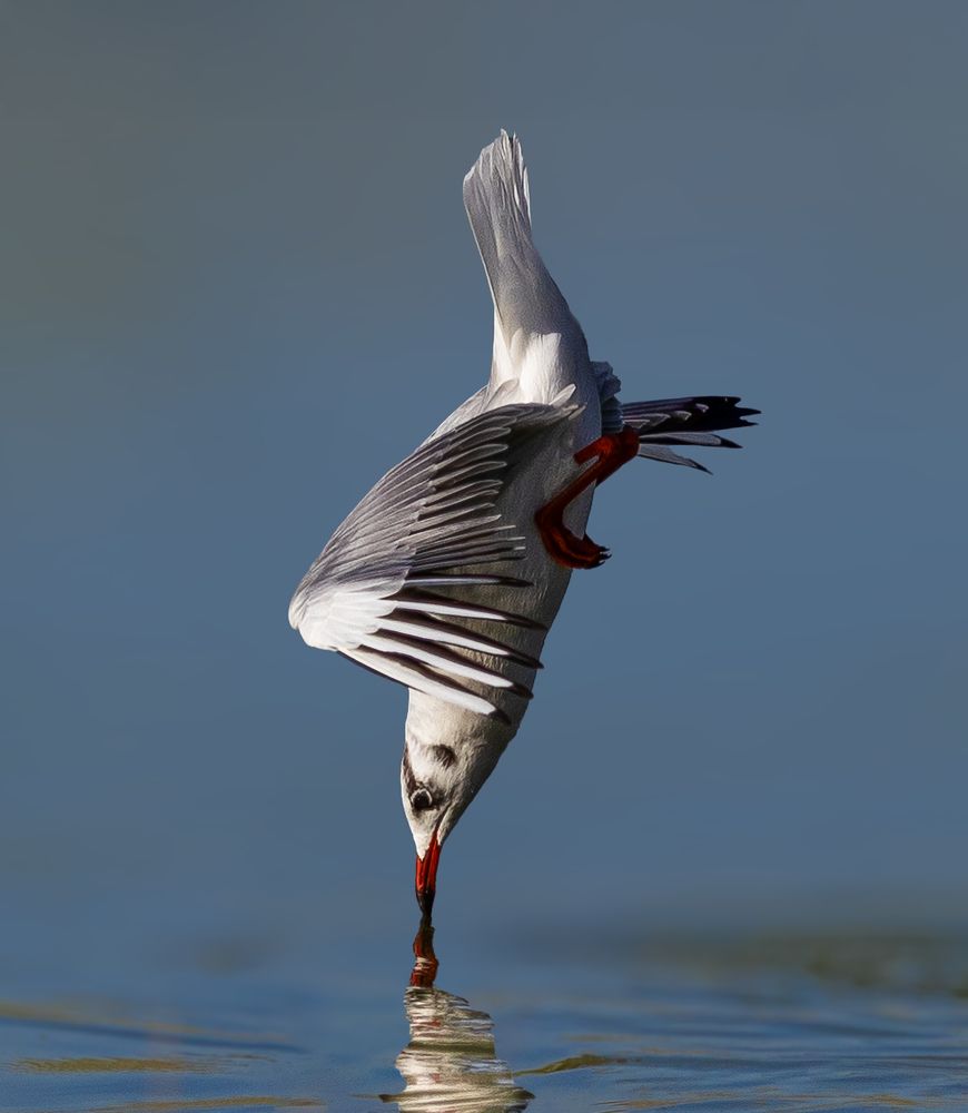 Фотография автора MOHAMED ISMAIL