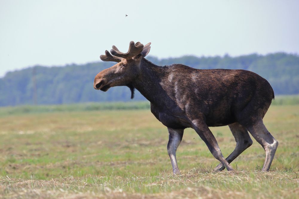 Photograph by Николай Протасеня