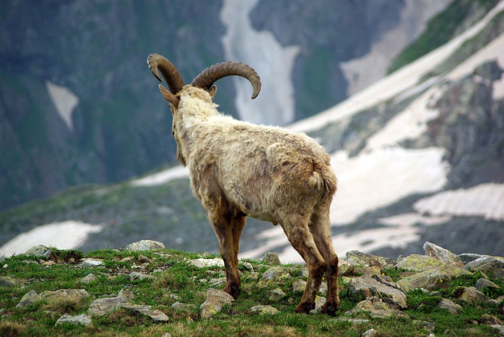 Наблюдатель ...