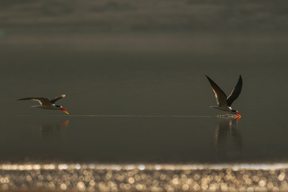 Follow my skimming line