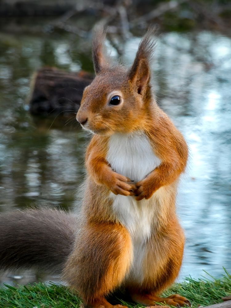 Фотография автора Michael Gault