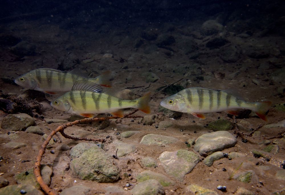 Photograph by Евгения Карпова