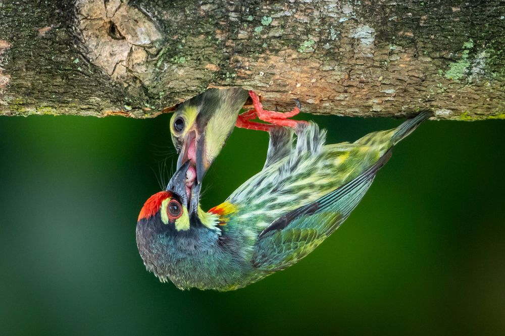 A Love story in twigs and leaves .