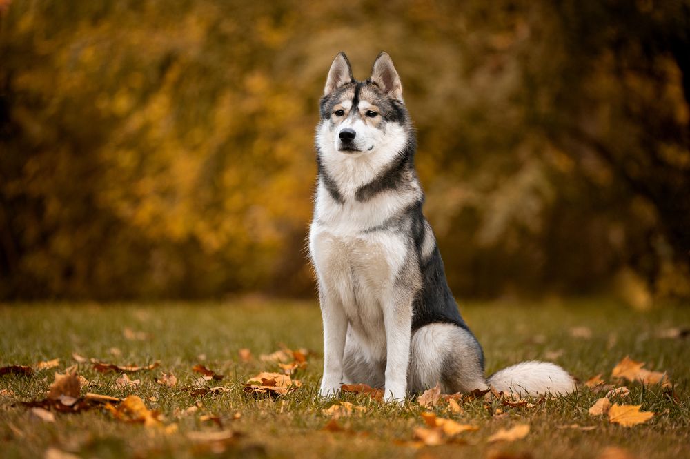 Фотография автора Krisztián Csalami