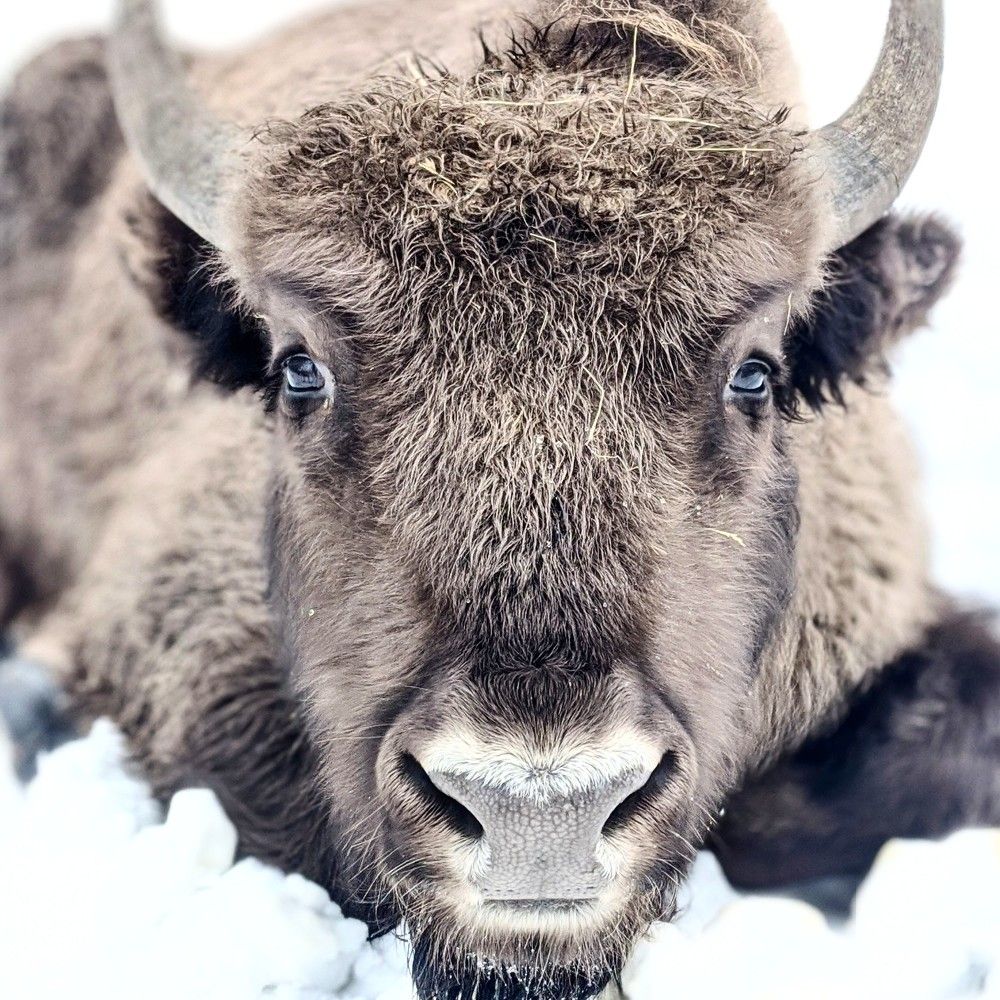 Photograph by Irina Bagdasarova