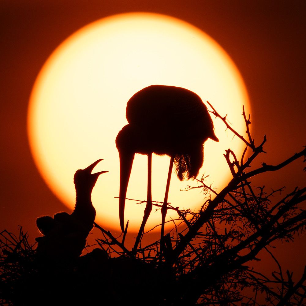 Stork Silhouette at Sunset