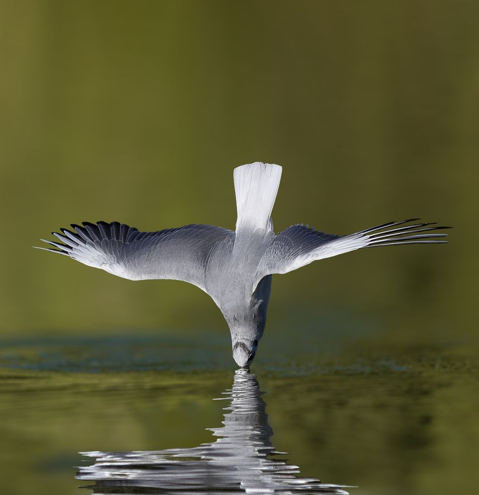 Photograph by MOHAMED ISMAIL