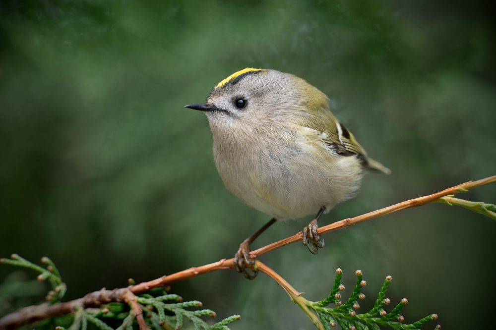 Желтоголовый королёк