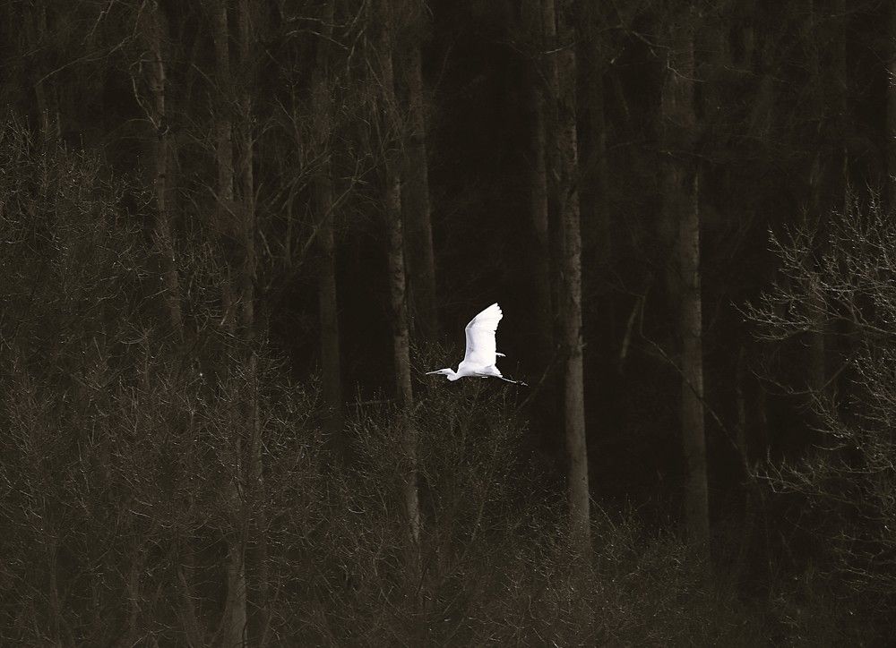 Фотография автора Михаил Лупина