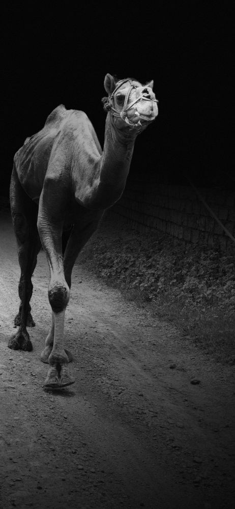 Camel