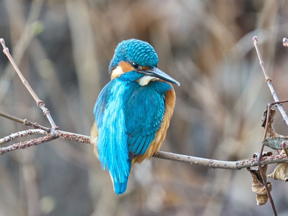 Зимородок. Идёт сканирование.