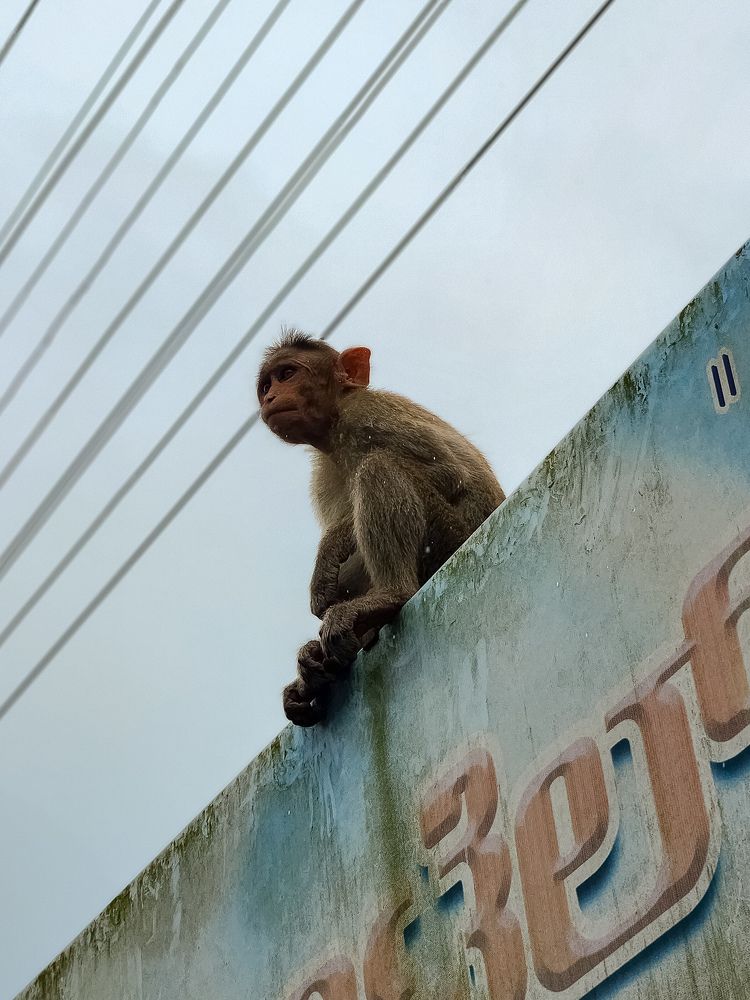 Photograph by Anirudh Prabhu
