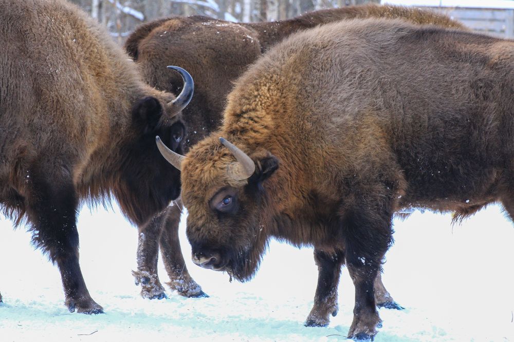 Photograph by Сычев Эдуард