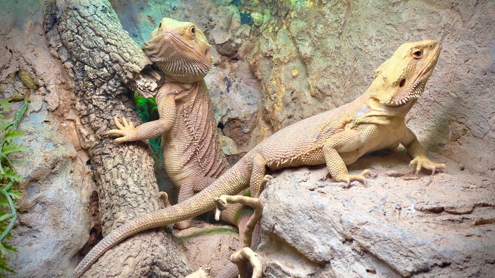 Photograph by Мария Петровцева