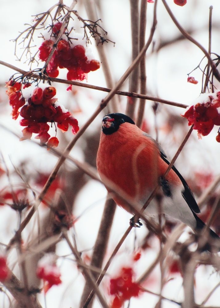 Bullfinch