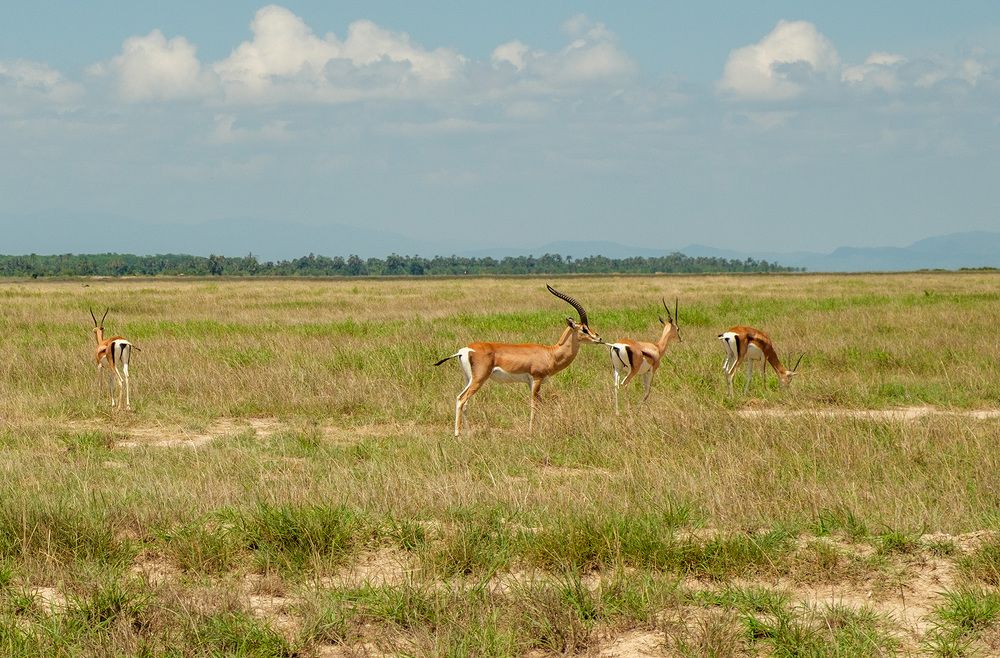 Фотография автора Наталья Липовская