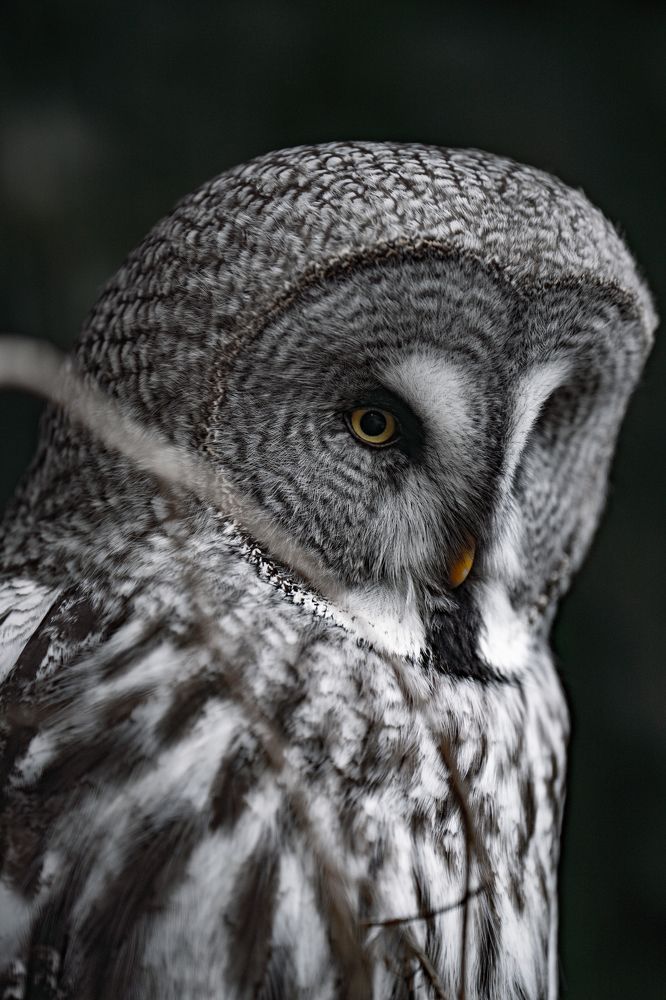 Фотография автора Yoan Izetov