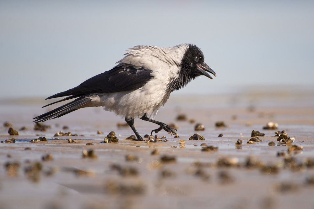 Photograph by Мария Долбич