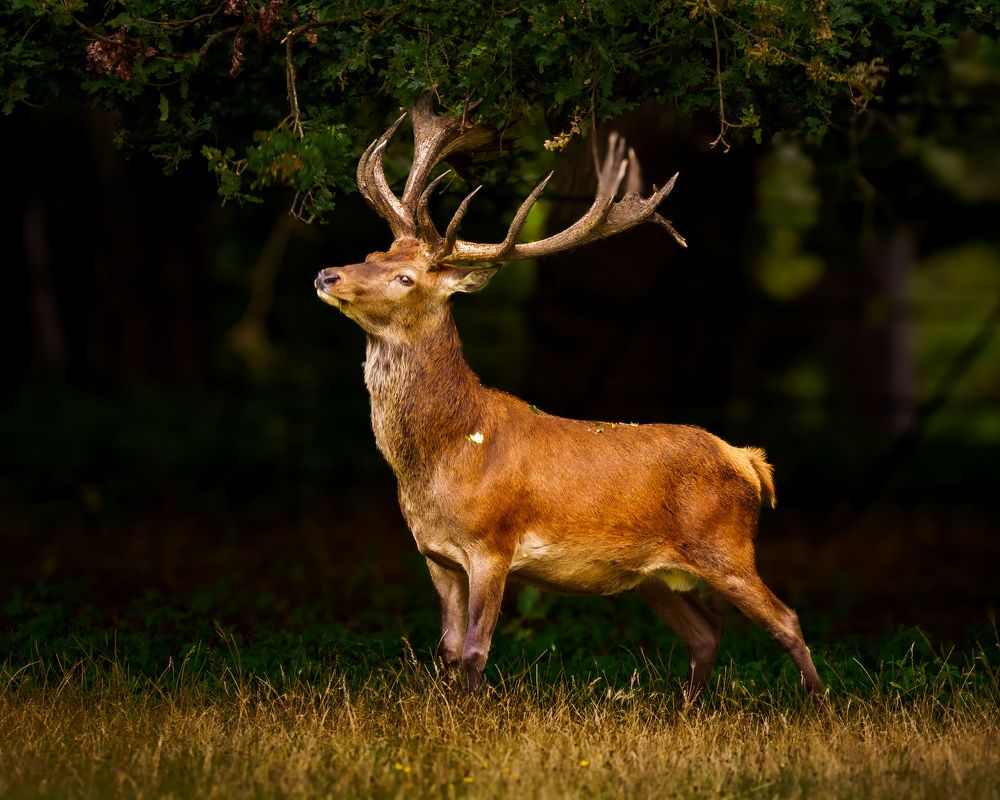 Фотография автора Romans Kalans