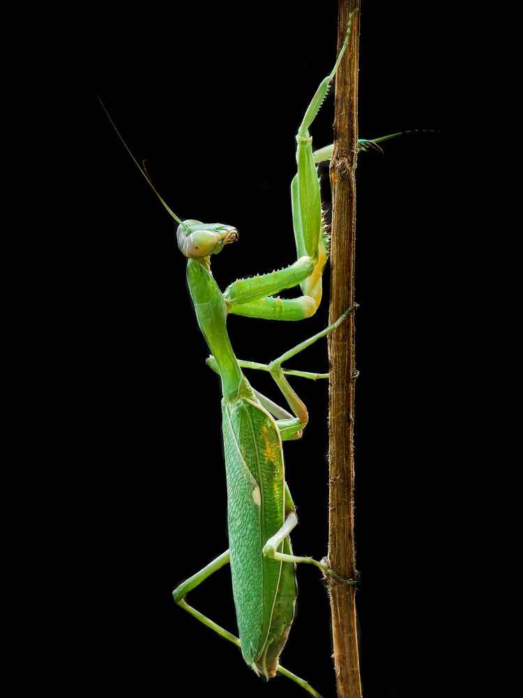 Mantis
