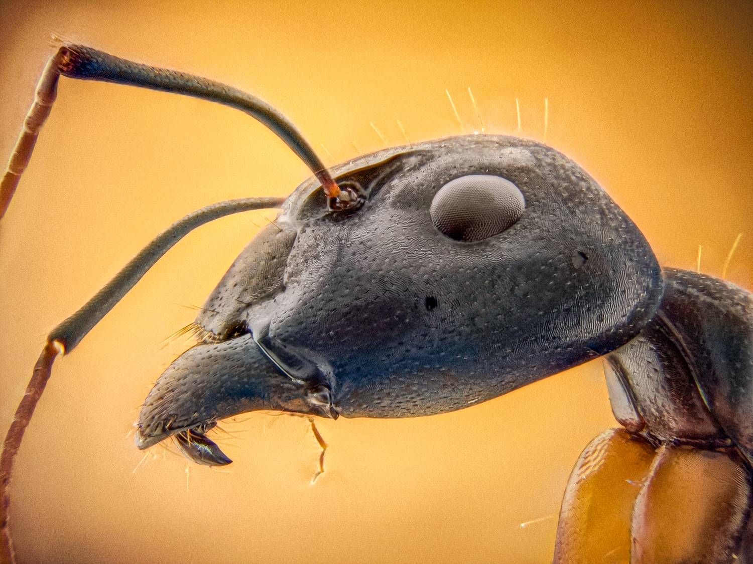 Фотография #11542179