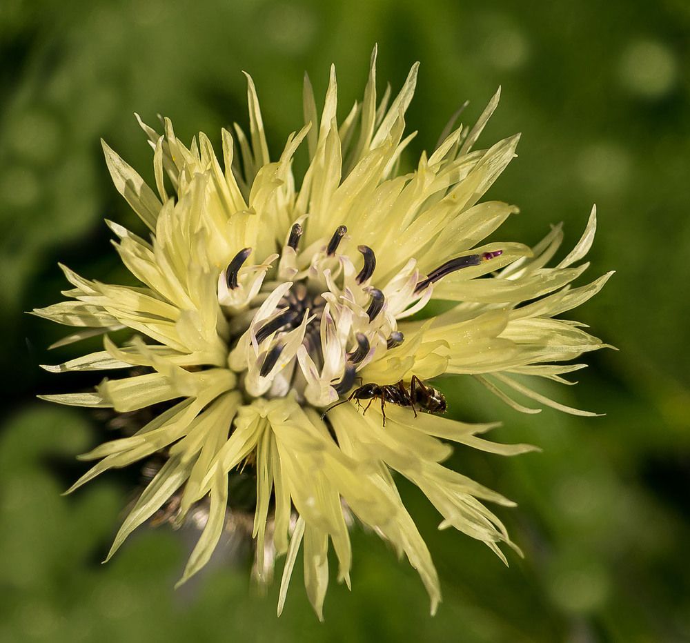 Василек горный белый