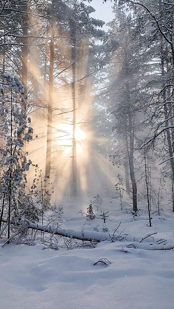 Фотография автора Эльвира Чернова