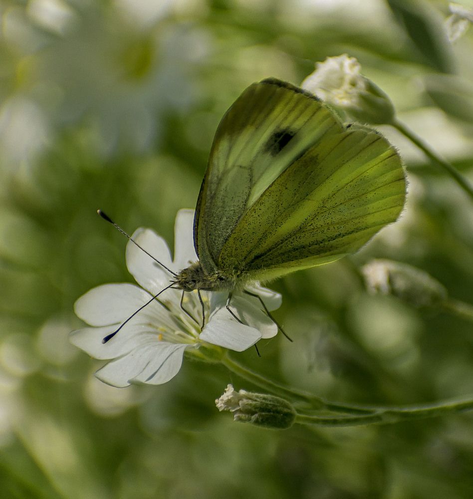 Нектар для Белянки