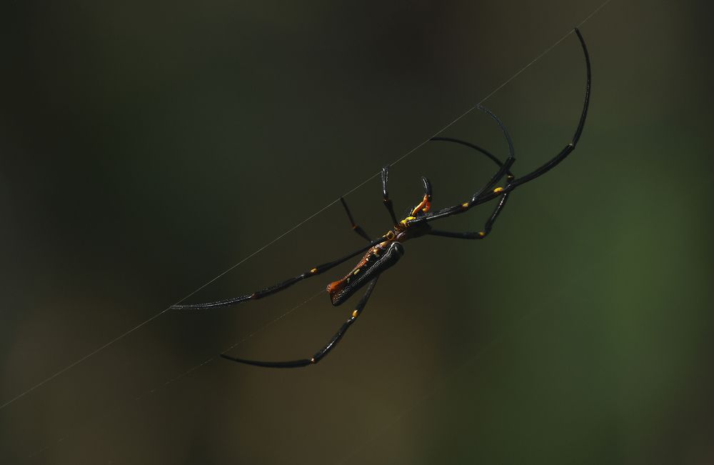 The Golden Orb Weaver Spider
