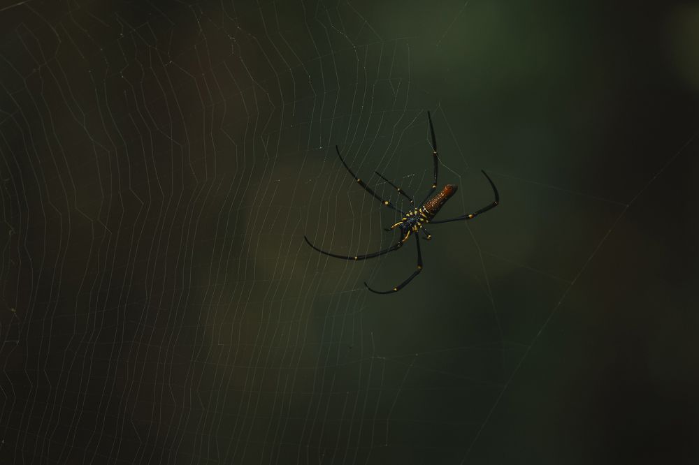 Фотография автора Anil Prabhakar