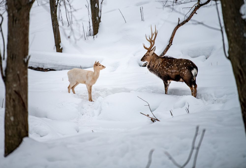 Photograph by Пупонин Сергей