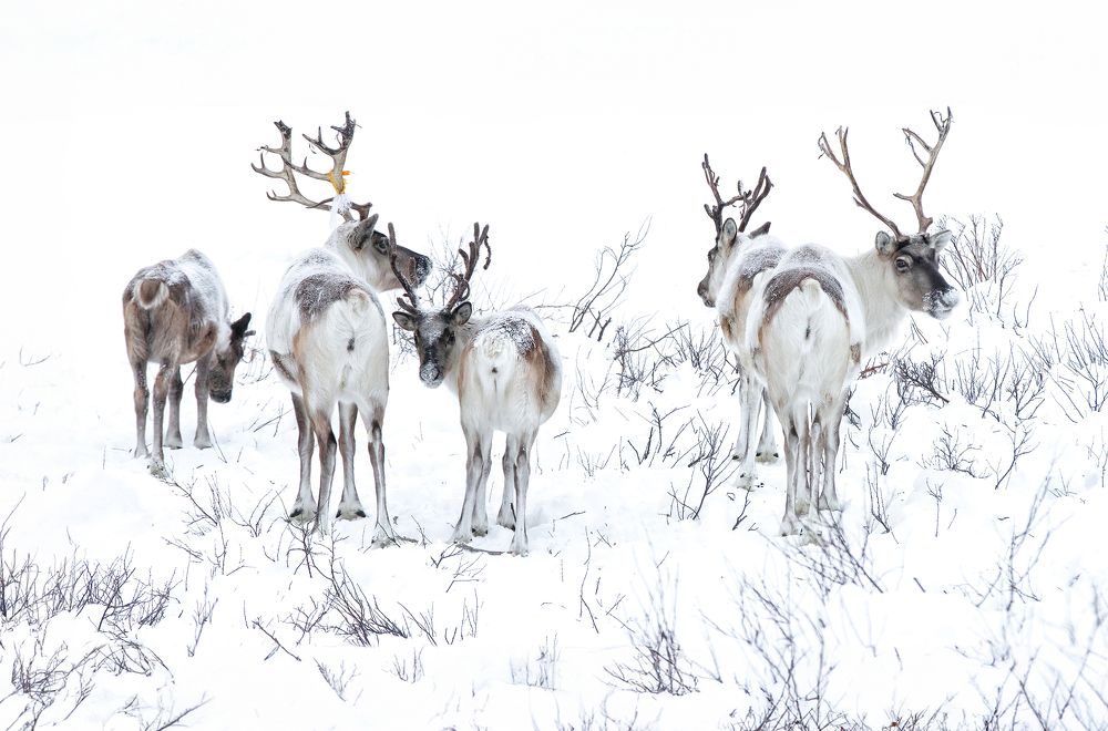 Фотография автора Batzaya Choijiljav