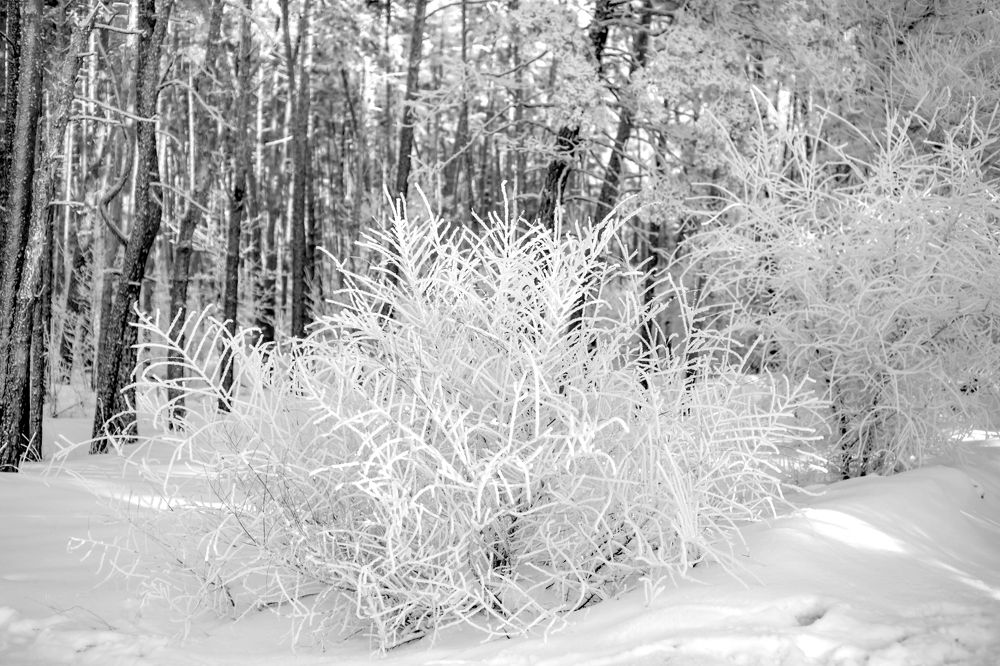 Photograph by Анопченко Ирина