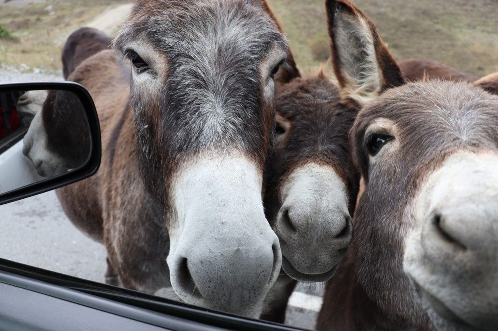 Фотография автора Александр Николаев