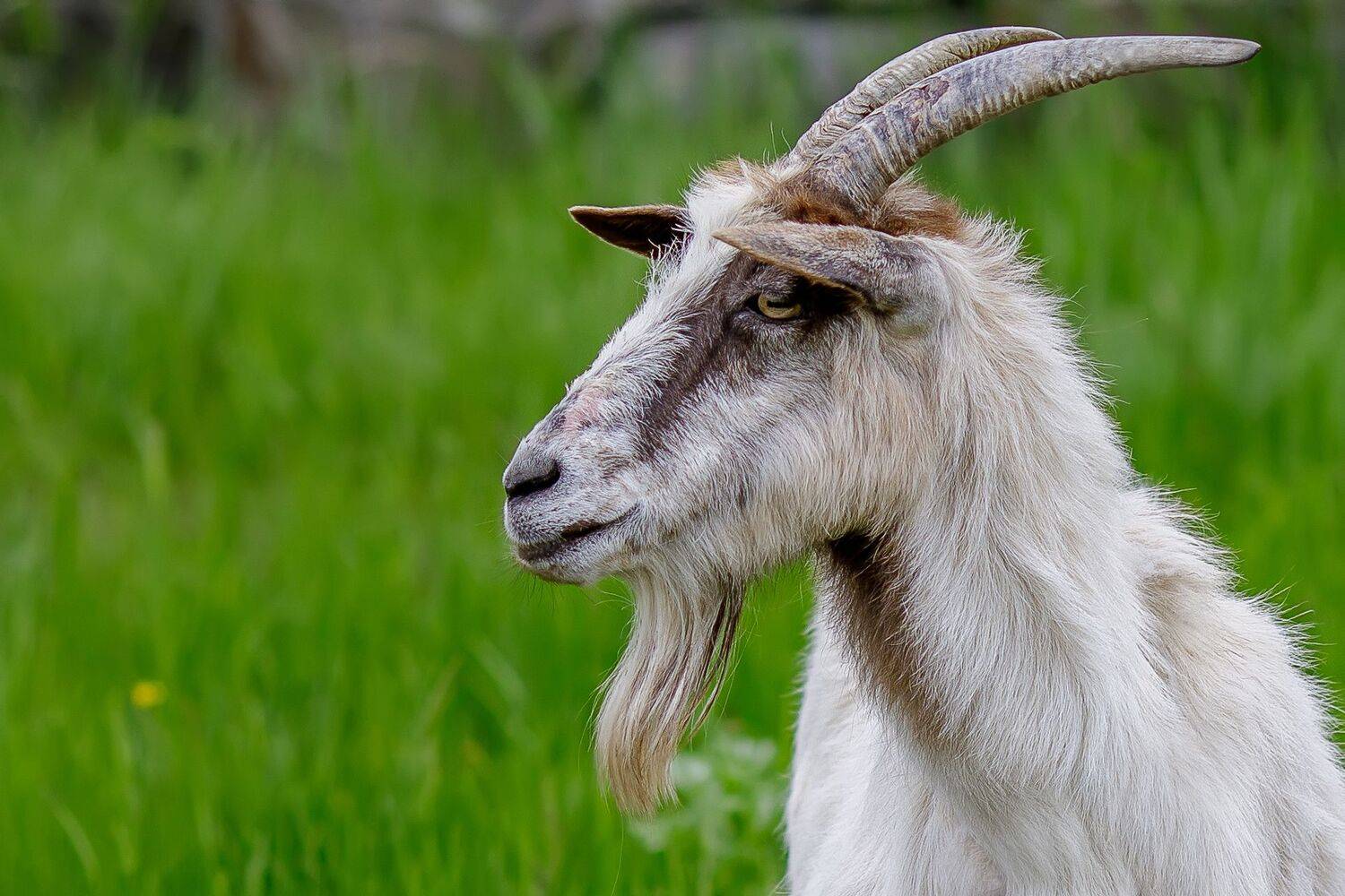 Фотография #11543281