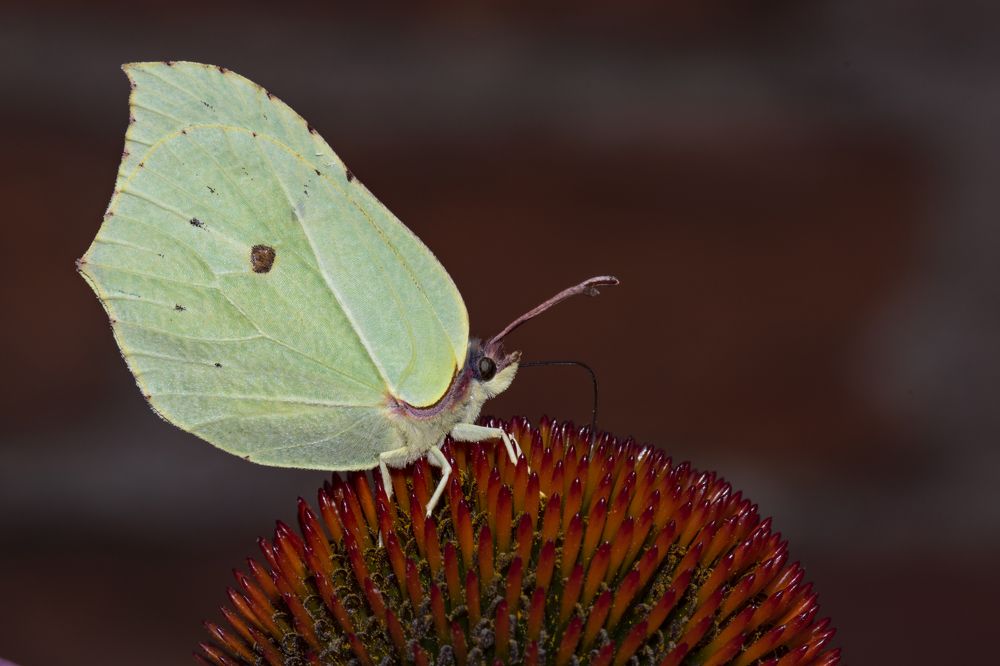 Фотография автора Neslihan Taylan Tülbentci