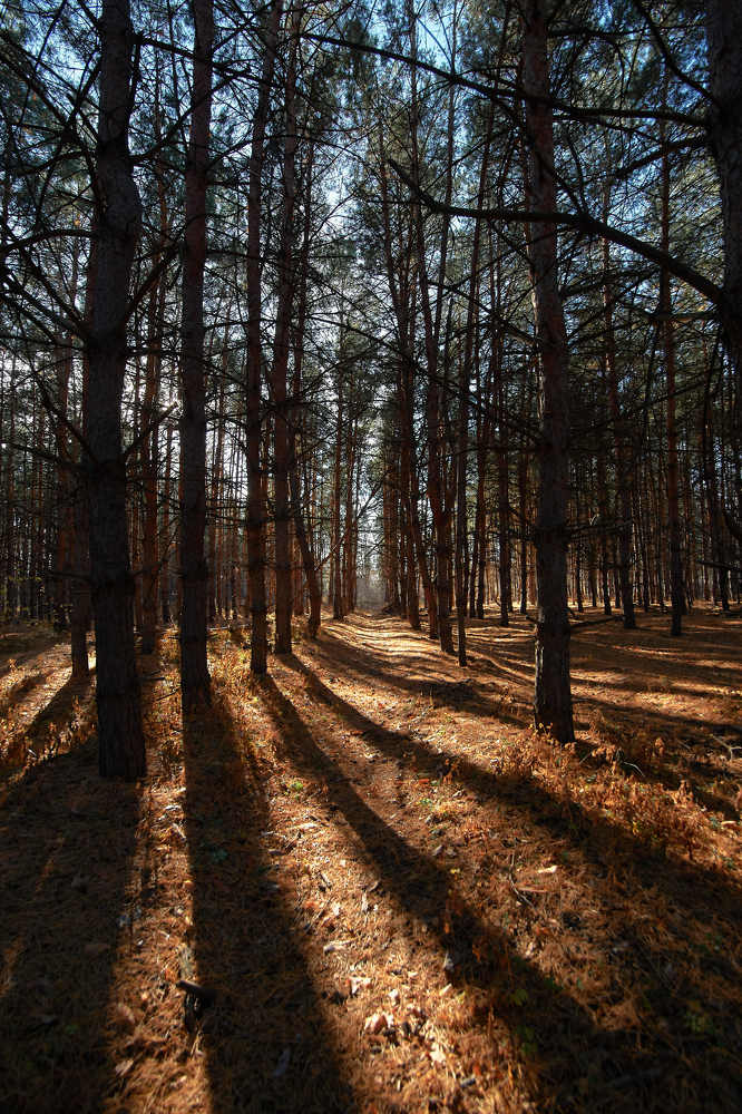 Photograph by Павел Сторчилов