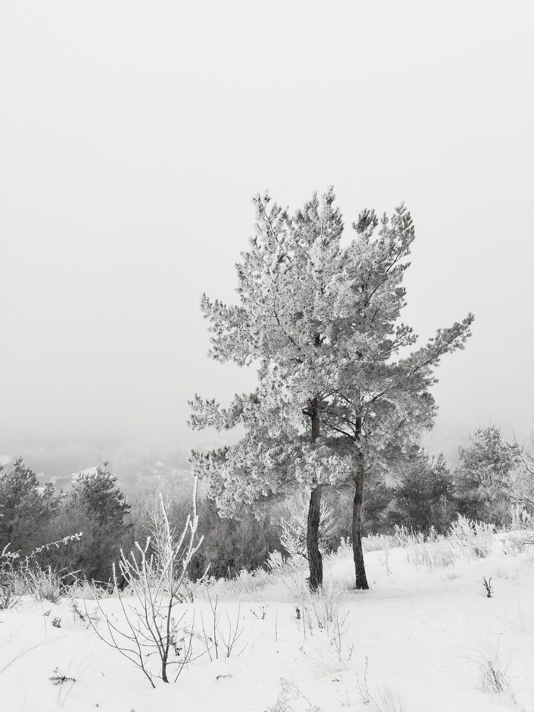 Photograph by Ольга Чернова