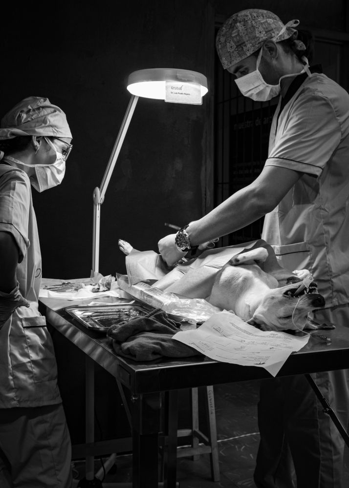 Sin título de la serie Black Dog.