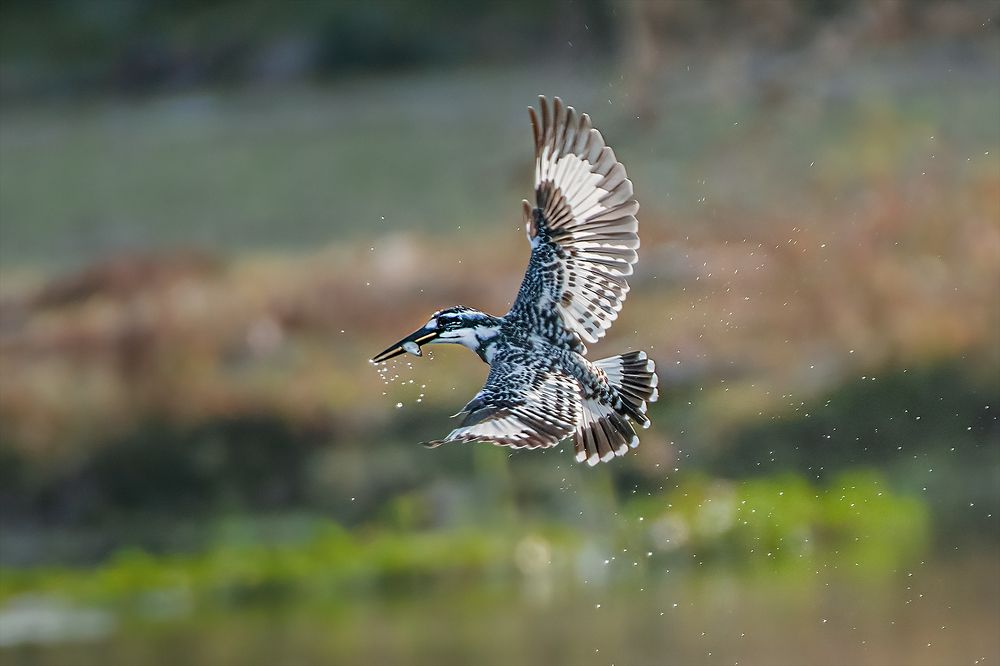 Photograph by Ashoke Shil