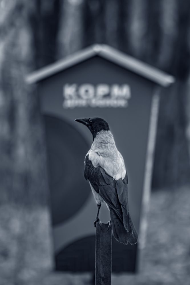 Photograph by Victoria Mogulyan