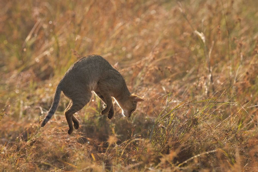 Photograph by Prashant Singh