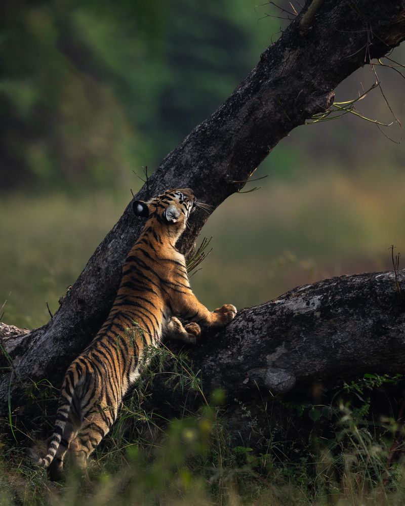 Photograph by Prashant Singh
